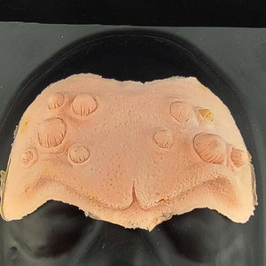 Imperfect Horned Brow forhead prosthetic