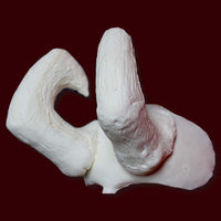 Large foam latex brow horns